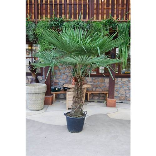 Trachycarpus Fortunei T45 H230
