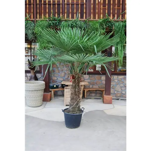 Trachycarpus Fortunei T45 H230