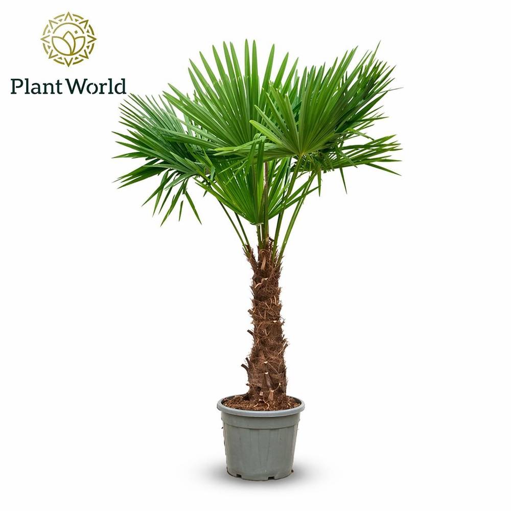 Trachycarpus Fortunei T45 H230