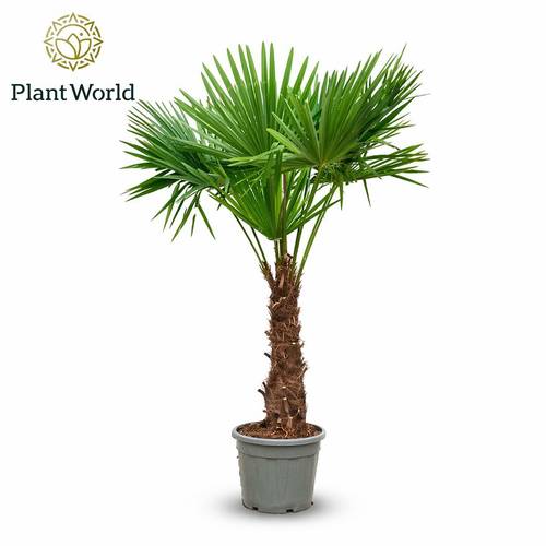 Trachycarpus Fortunei T45 H230
