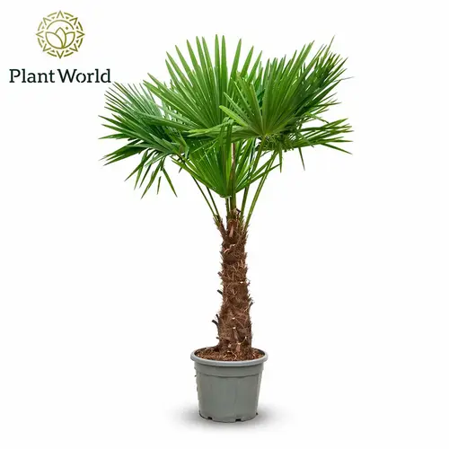 Trachycarpus Fortunei T45 H230