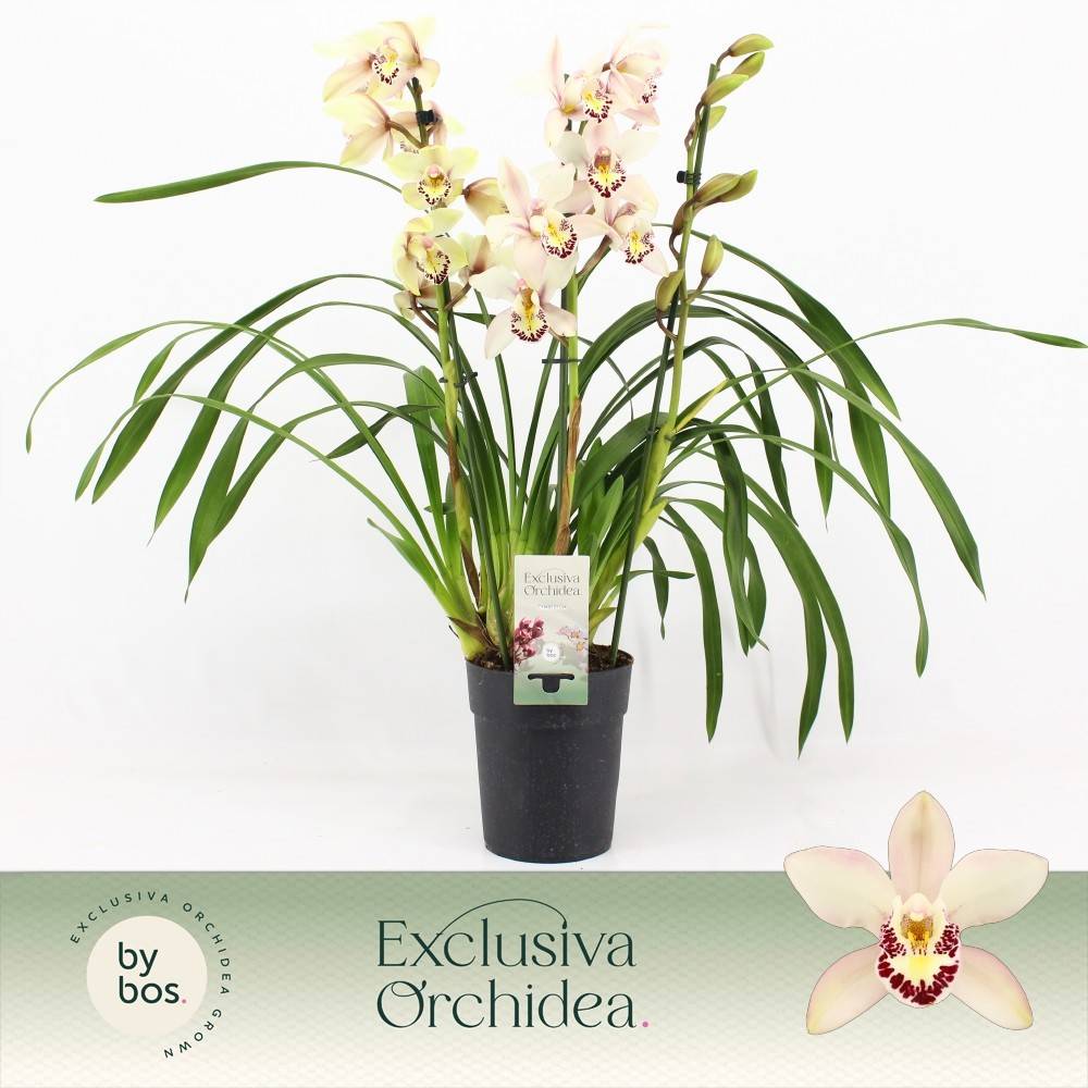 Cymbidium 3-R creme/weiss Exclusiva T14 H070