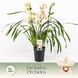 Cymbidium 3-R creme/weiss Exclusiva T14 H070