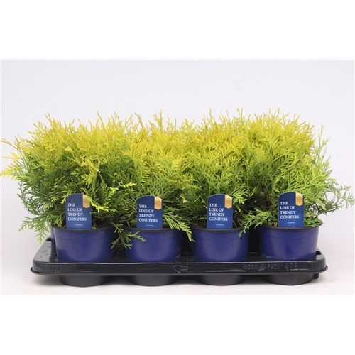 Thuja Oc Golden Globe T13 H030
