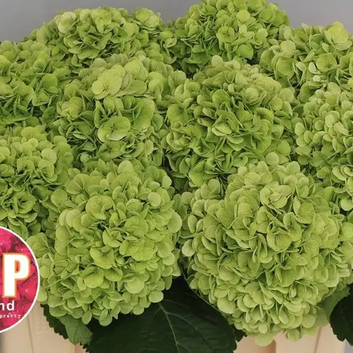 Hortensie grün Cannonball Bol 17cm 50cm