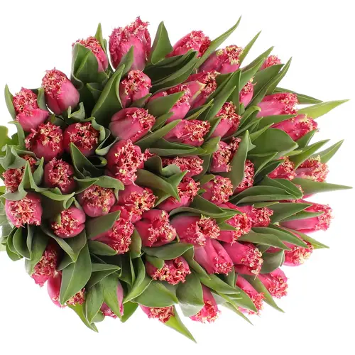 Tulpe pink gezackt Katie 32 Gramm