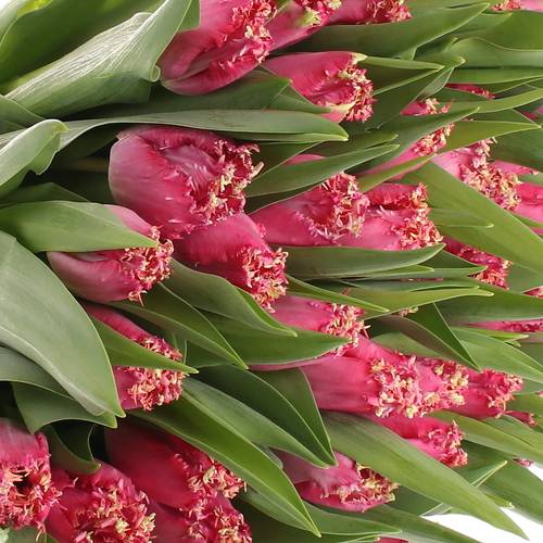 Tulpe pink gezackt Katie 32 Gramm