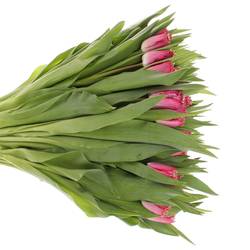 Tulpe pink gezackt Katie 32 Gramm