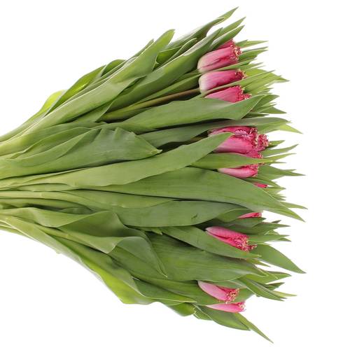 Tulpe pink gezackt Katie 32 Gramm