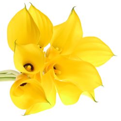 Calla gelb Florex Gold 70cm