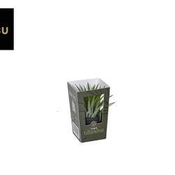 Tillandsia Im schwarz Topf T06 H015