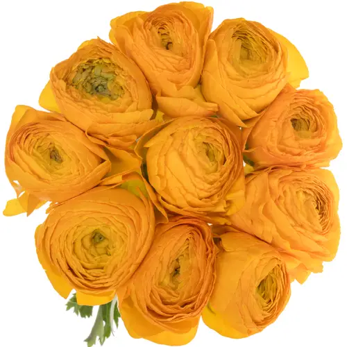 Ranunkel orange Cloni Vintage Super 45cm