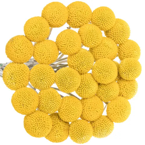 Craspedia gelb 60cm