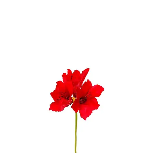Seiden Amaryllis L65cm