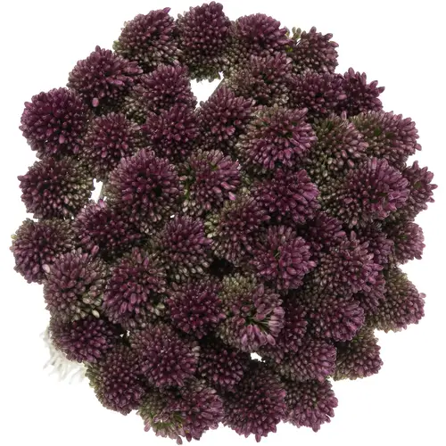 Allium lila Sphaerocephal 70cm