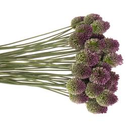 Allium lila Sphaerocephal 70cm