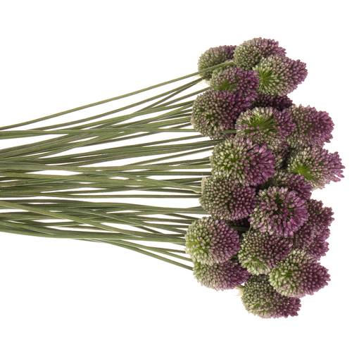 Allium lila Sphaerocephal 70cm