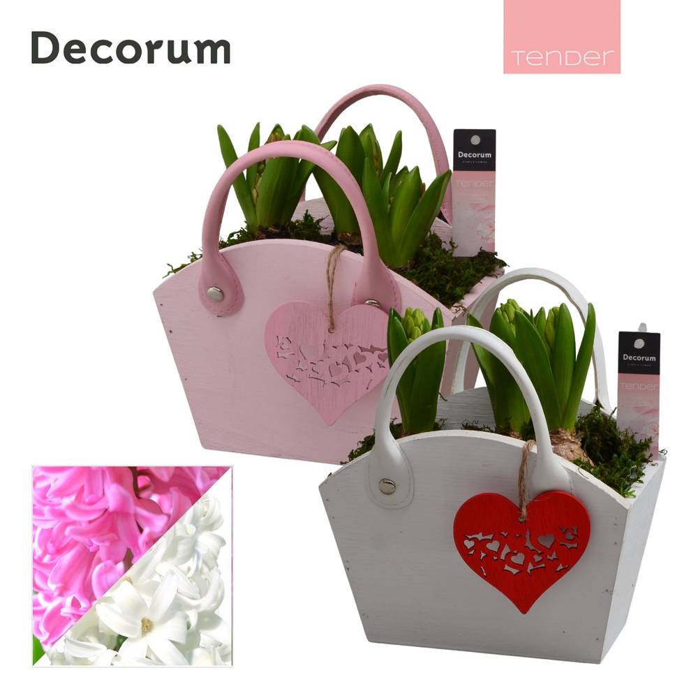 Hyazinthe.Arr mix HL15874 T18 H020