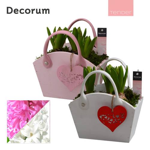 Hyazinthe.Arr mix HL15874 T18 H020