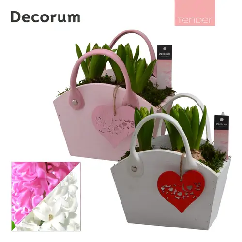 Hyazinthe.Arr mix HL15874 T18 H020