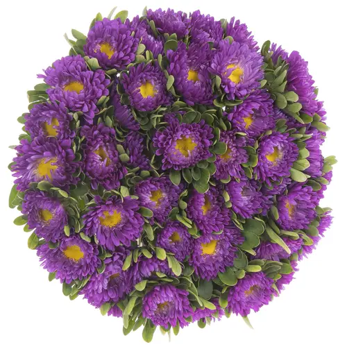 Aster lila Donkerblauw 50cm