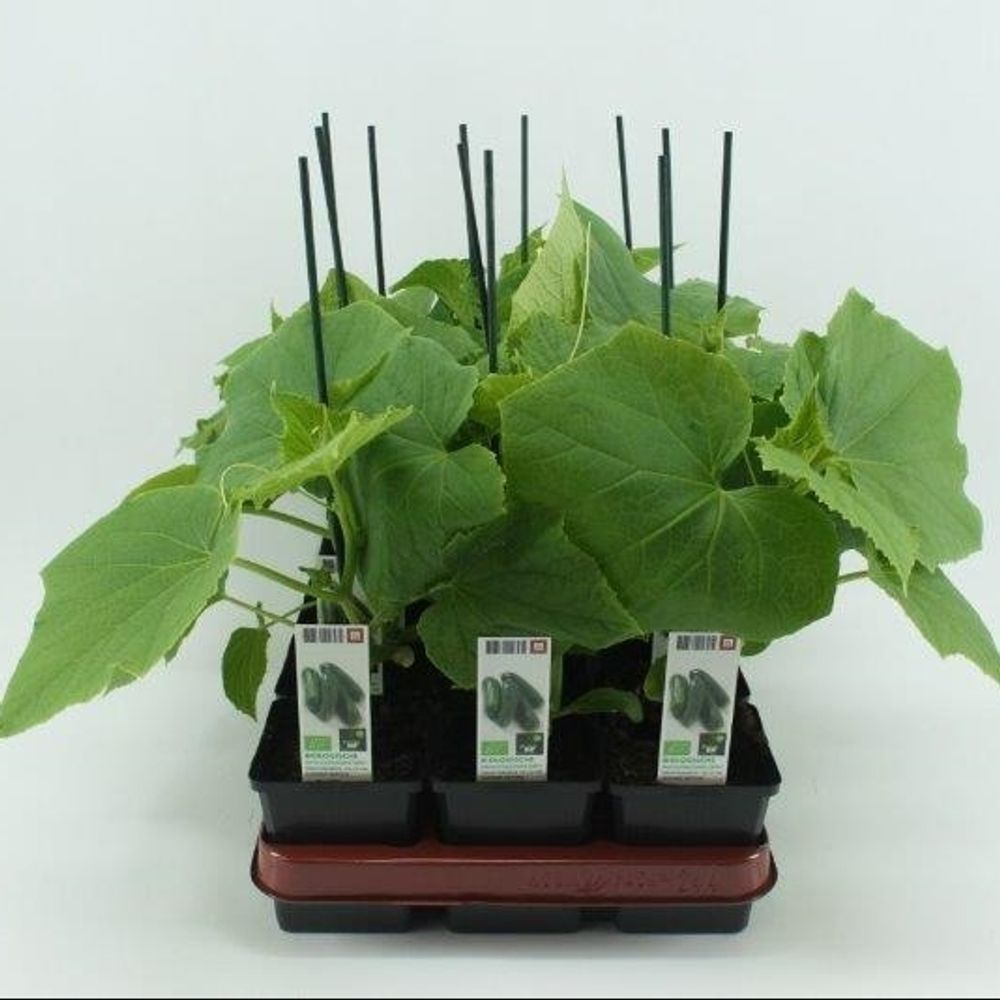 Bio Gurke Gepfrofte Snackgurke T10 H40