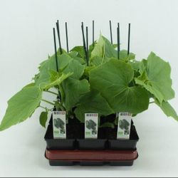 Bio Gurke Gepfrofte Snackgurke T10 H40