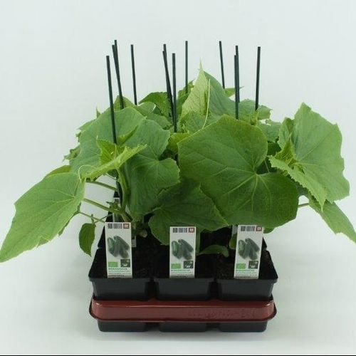 Bio Gurke Gepfrofte Snackgurke T10 H40
