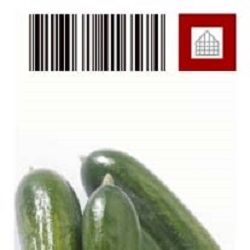 Bio Gurke Gepfrofte Snackgurke T10 H40