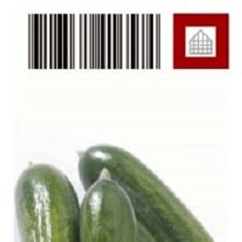Bio Gurke Gepfrofte Snackgurke T10 H40