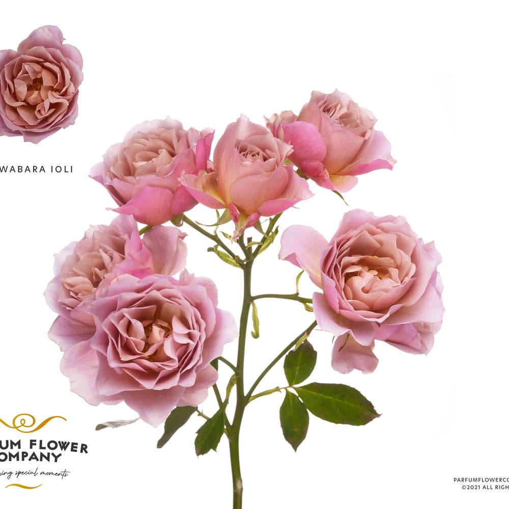 Rose verzweigt rosa A Wabara Ioli