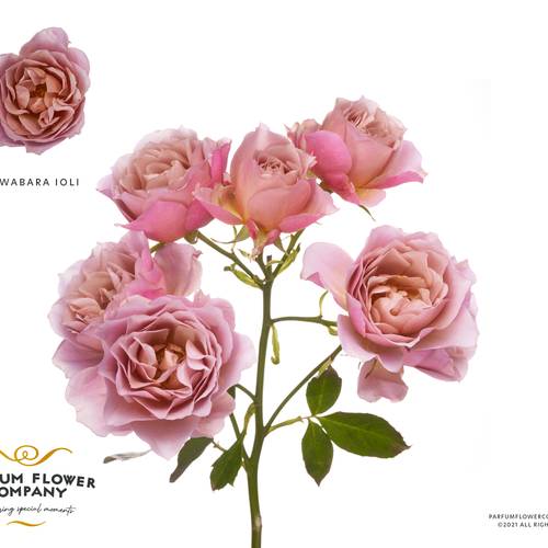 Rose verzweigt rosa A Wabara Ioli