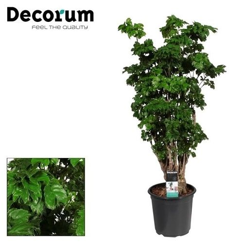 Polyscias Roble Verzweigt T21 H80