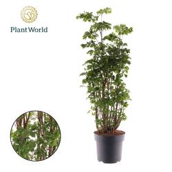 Polyscias Roble Verzweigt T21 H80