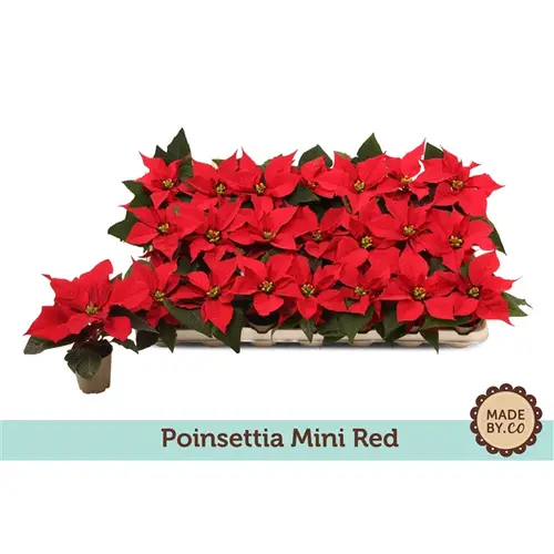 Poins.rot Mini T06 H012