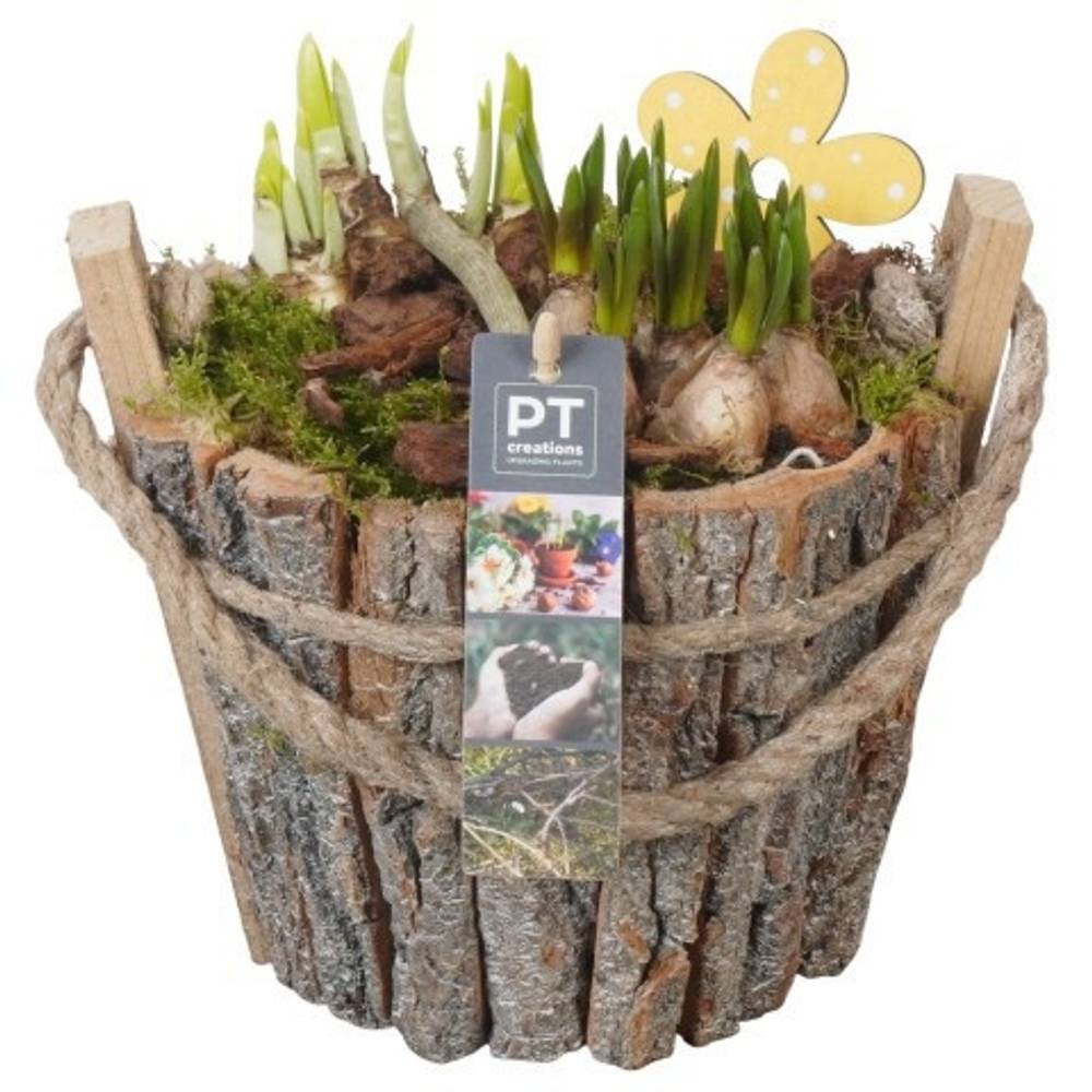 Zwiebel.Arr mix PTBM3910 T20 H022