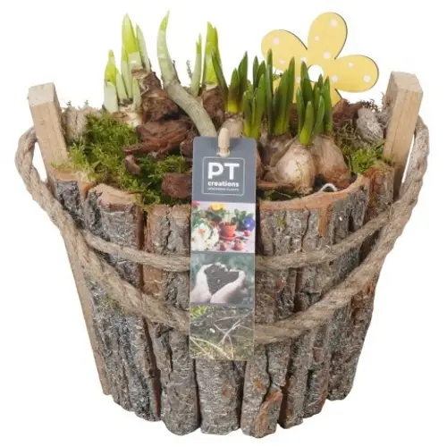 Zwiebel.Arr mix PTBM3910 T20 H022