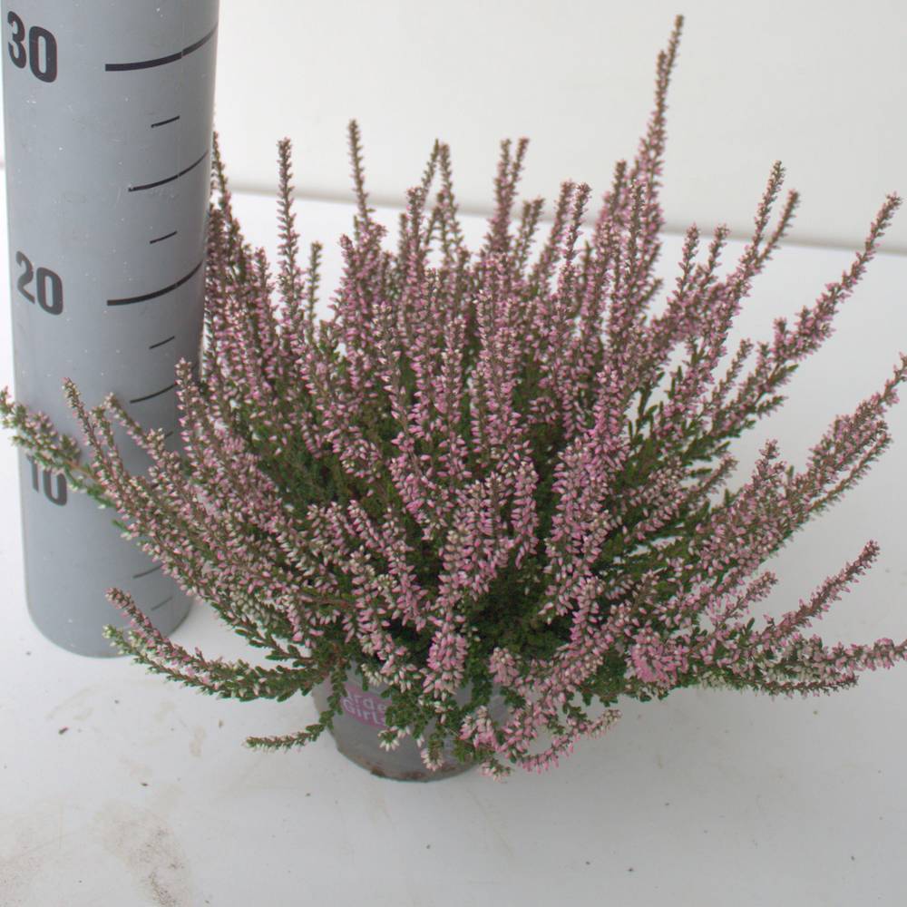 Calluna rosa GG T12 H024