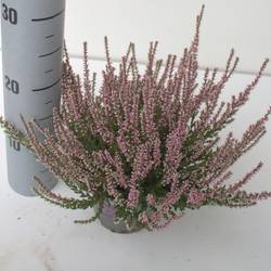 Calluna rosa GG T12 H024