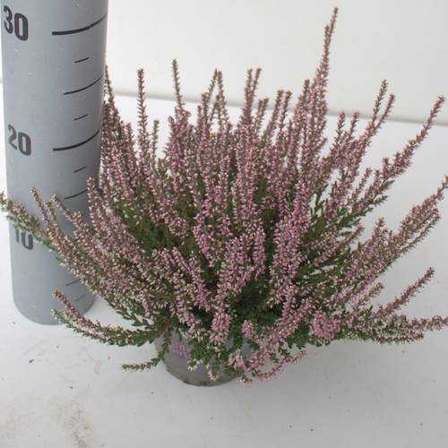 Calluna rosa GG T12 H024