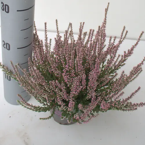 Calluna rosa GG T12 H024