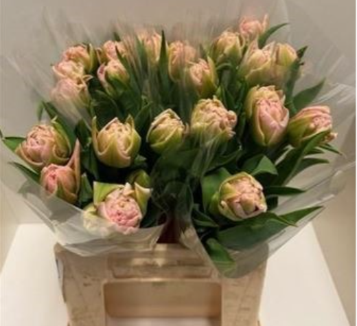 Tulpe rosa doppel Mariage 60 Gramm