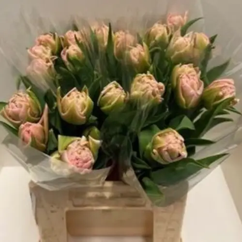 Tulpe rosa doppel Mariage 60 Gramm