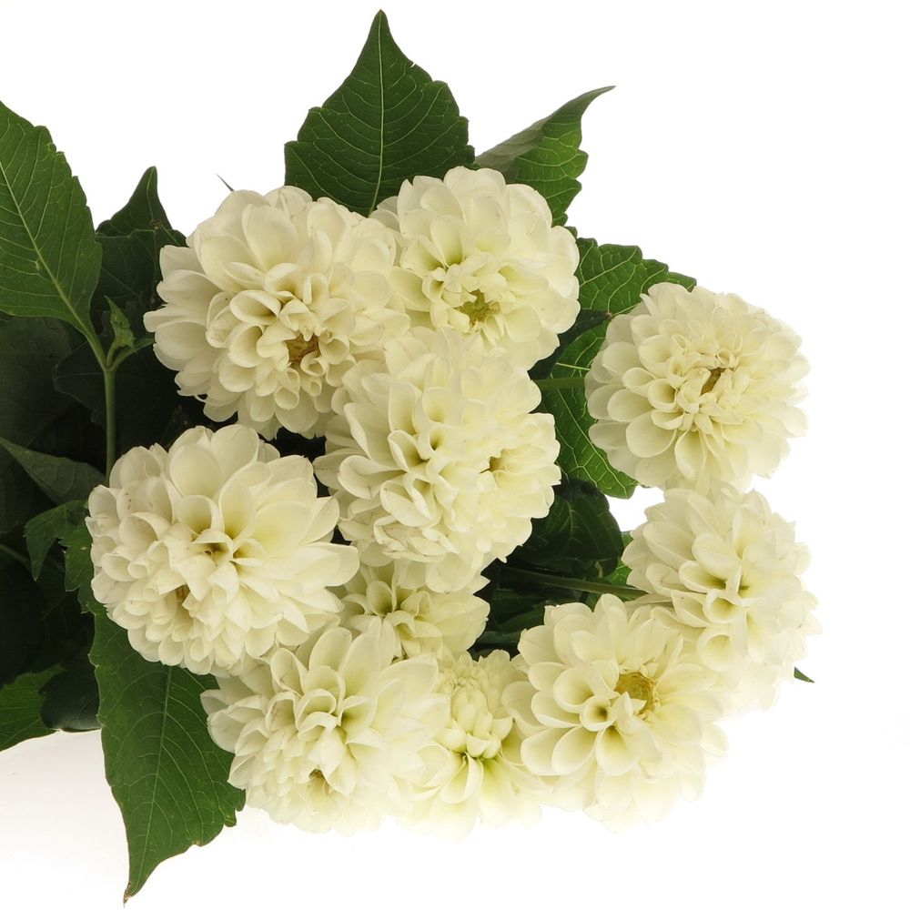 Dahlia weiss Netty 50cm