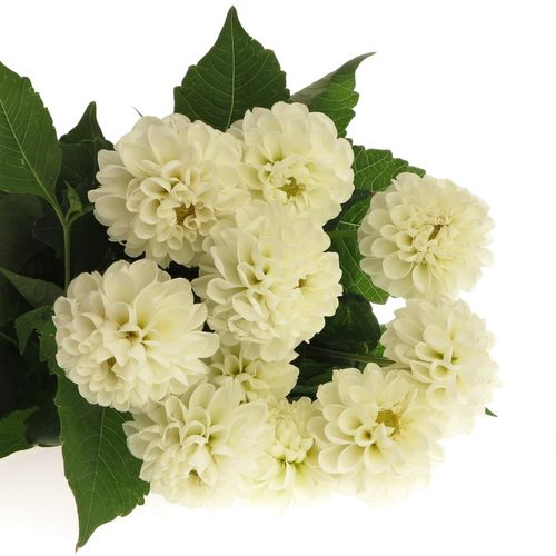 Dahlia weiss Netty 50cm