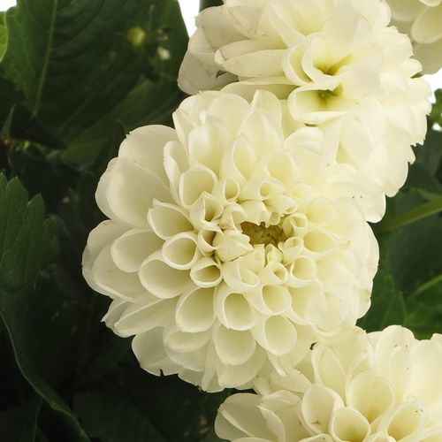 Dahlia weiss Netty 50cm