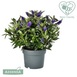 Hebe violett Donna Britta T17 H035