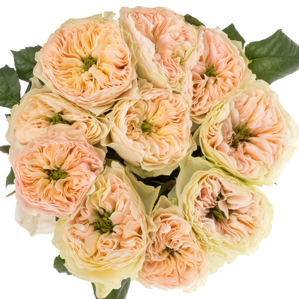 Rose lachs Stanley Abbey gefüllt 40cm