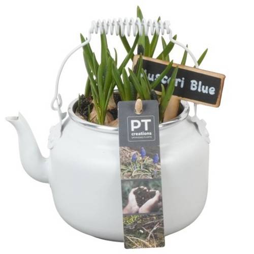 Muscari.Arr PTMB6145 T10 H018