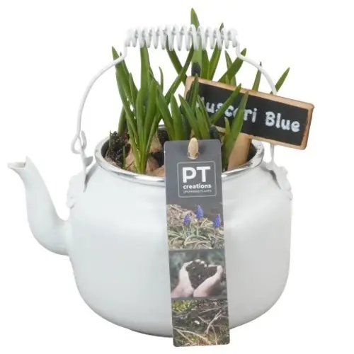 Muscari.Arr PTMB6145 T10 H018